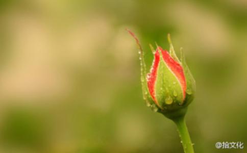 日本牧之原茶园 《心理调节一日一箴言》（牧之）