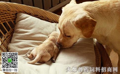 狗狗产后护理 狗狗产后护理的注意事项