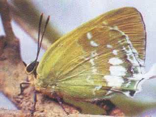黄栀子 药用植物害虫黄栀子灰蝶