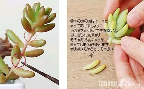 多肉八千代 多肉八千代的繁殖方法 八千代的养护