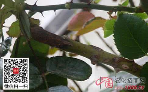 月季枯枝病 月季枯枝病防治（图）