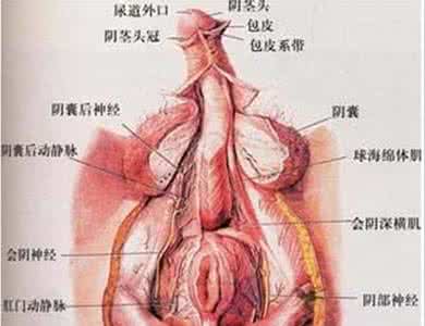 男性生殖器疱疹 男性生殖器疱疹 男性生殖器有哪些保健要点