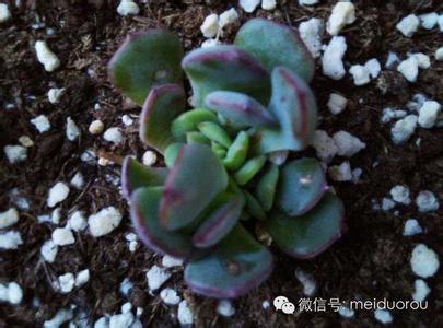 多肉植物砍头怎么发根 （多肉植物）砍头肉肉的发根