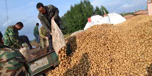 山东土豆价格最新行情 内蒙古土豆价格 2014内蒙古土豆价格行情