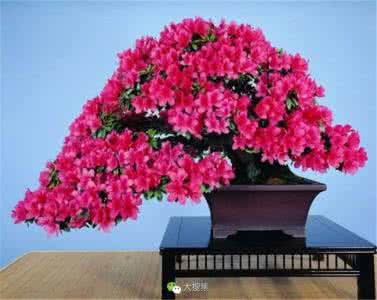杜鹃啼时花扑扑 【带你识花】杜鹃:一声啼处满山红