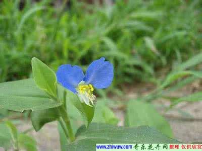 爵床科的兰花草 鸭跖草 鸭跖草(兰花草)【鸭跖草科】