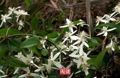 洋姜的功效药用价值 洋姜的功效药用价值 山指甲的药用价值 山指甲的功效作用