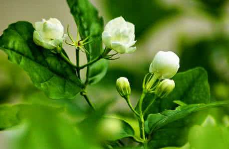 茉莉诗词 【原创诗词】茉莉