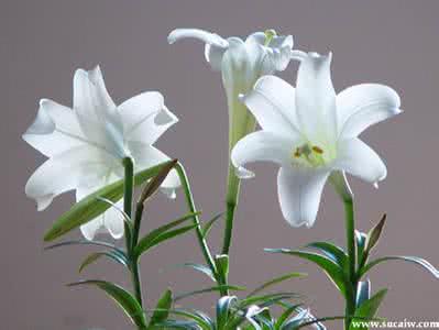 小香囊 缓解鼻塞 缓解鼻塞小香囊