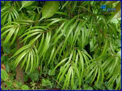 海南油杉 海南油杉(Keteleeria hainanensis)  