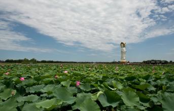 华北明珠白洋淀 明珠璀璨--白洋淀（绝品收藏）