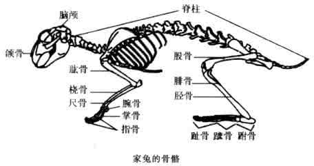 附肢骨和四肢骨的区别 附肢骨