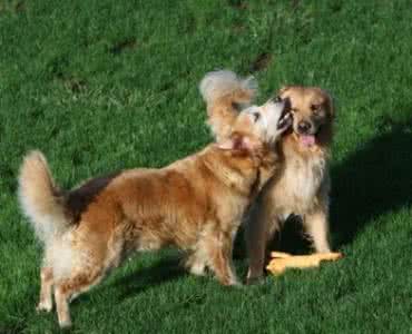 调节高傲母狗小说 如何调节老狗和新狗之间的关系