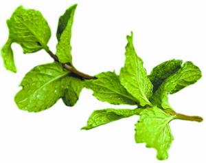 薄荷叶的功效与作用 【薄荷】薄荷叶的功效与作用