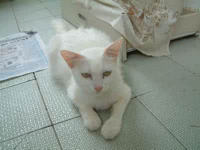 土耳其安哥拉猫 土耳其安哥拉猫 CFA标准：土耳其安哥拉猫（Turkish Angora）