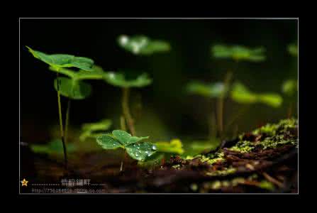 品味生命作文 品味生命