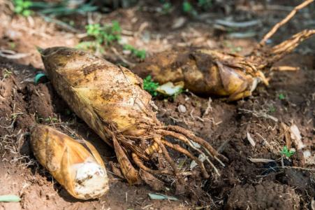新鲜春笋怎么处理 市集鲜货 | 这颗春笋长得似糙汉，嫩得像软妹