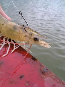 文章题目的妙处和作用 海钓用活饵的妙处