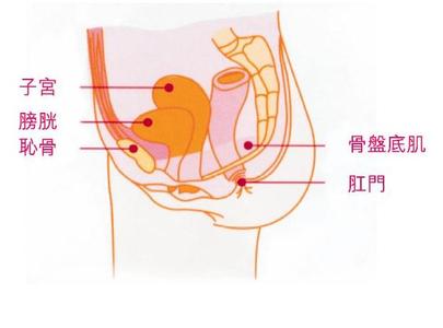 尿失禁是怎么回事 做爱时突然尿失禁是怎么回事？：提问：做爱的时候突然尿失禁是怎么回事