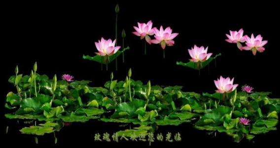 荷塘月色 荷塘月色【移動音畫】