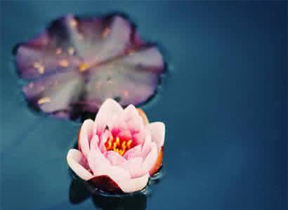 佛心禅语悟人生 一日禅：人生 用心才是生活