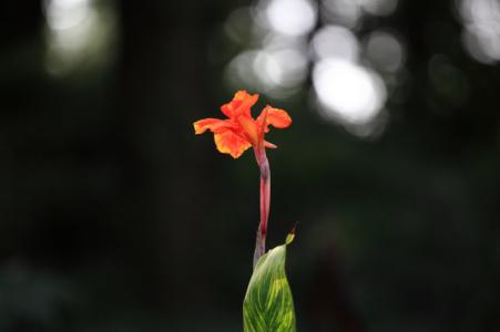 秀一下我养的花花草草 立冬了，花花草草怎么养