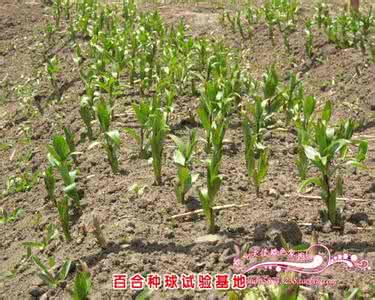 百合种球种植方法 百合种球种植图解 百合种球种植方法