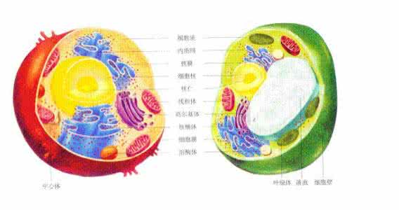 真菌都是真核生物吗 动植物都是真核生物吗？