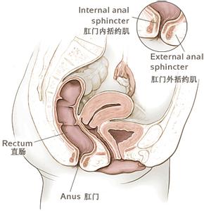 肛门整天坠涨有便意感 肛门整天坠涨有便意感 肛门没有便意怎么办?