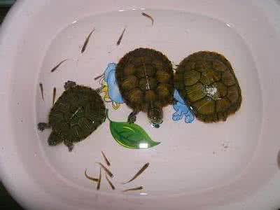 乌龟的生活习性 巴西龟有哪些常见生活习性