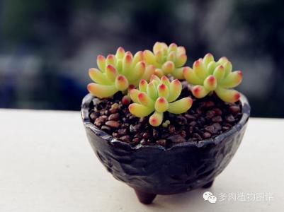 多肉植物度夏 新手必读丨浅谈多肉植物如何度夏