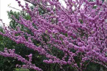 乙肝肝硬化 【居士秘方】《乙肝、肝硬化》试试丁香花!