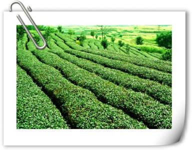 普洱茶品质影响因素有 判断普洱茶品质的三个因素：树品、产区、时序