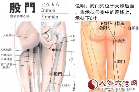 殷门 殷门穴_查询