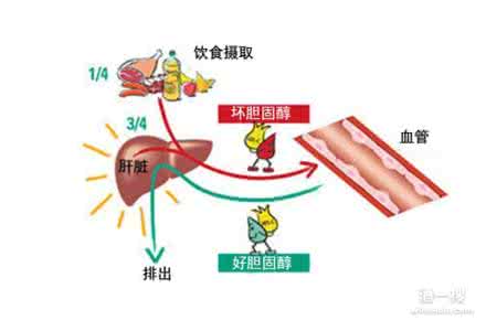 胆固醇与心脏病 美国饮食准则 胆固醇摄量与心脏病或无直接关联