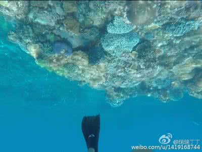 不会游泳可以浮潜吗 游泳小常识 游泳浮潜的技巧与方法