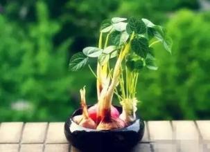 amp quot 生姜就是"富贵竹"拿剩菜做盆栽,太棒了!