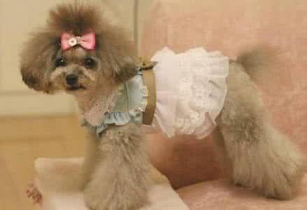 天气冷了，给狗狗穿衣的好处！