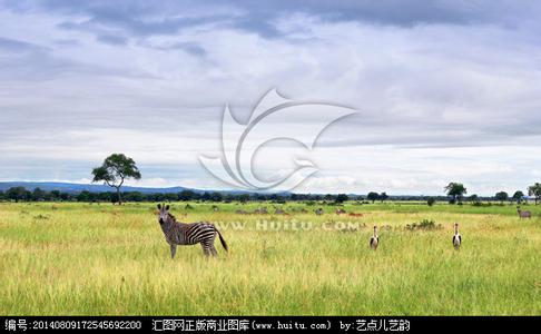 稀树草原的英文 稀树草原动物群