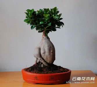 大榕树的养殖方法 榕树的养殖方法和注意事项