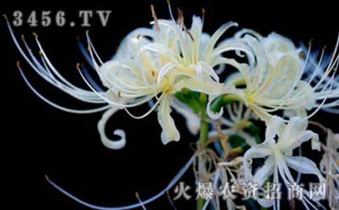 曼陀罗花的功效与作用 曼陀罗华有毒吗