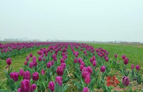 荷兰花海郁金香文化月 魔都将现最美花海!2150000株郁金香同时绽放!美成一幅画!