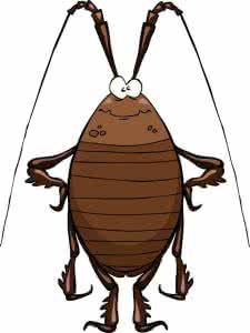 消灭蟑螂的小妙招 蟑螂怕什么