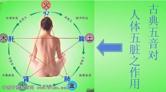 人体脏腑结构位置图片 不同音乐也能影响人体的不同脏腑