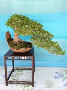 绝版甜心抱回家 一盆一景一世界 一盆一景一世界，好想抱回家~