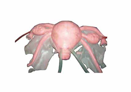 内脏器官分布图 训练“内脏”