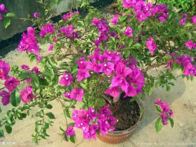 叶子花和三角梅 叶子花 叶子花(三角梅)栽培要点