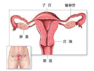 女人受孕过程视频讲解 女人的受孕过程是怎样的