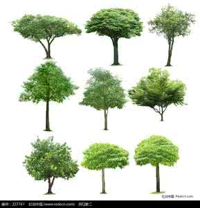 人物结构造型手绘技法 观赏树木 【转载】观赏树木整体造型手绘表现技法技巧