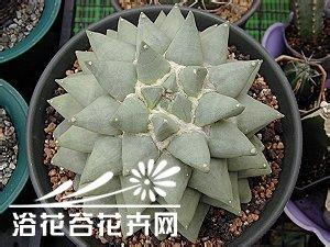 仙人掌科植物图鉴 仙人掌科岩牡丹属植物种植知识